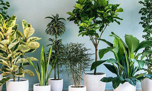 5 loại cây trồng trong nhà mang may mắn, tài lộc cho gia chủ